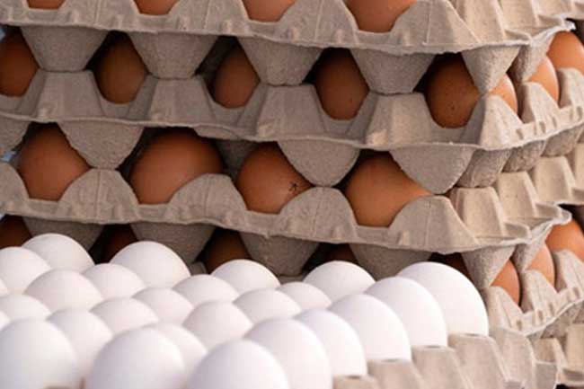 1784465741-egg_L