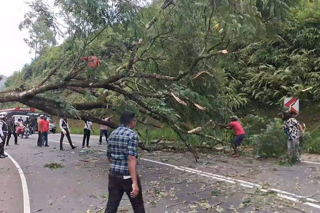 1784781645-tree_L