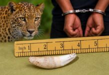 சிறுத்தை பல்லை விற்க முயன்ற நபர் மீது சட்ட நடவடிக்கை