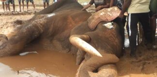 விடை கொடுத்தது காவந்திஸ்ஸ யானை