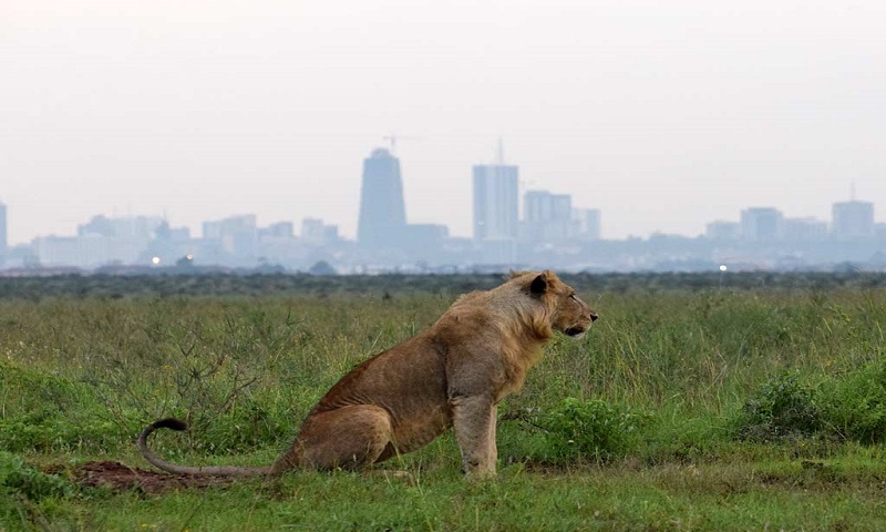Nairobi-National-Park-Nairobi-National-Park-Nairobi-Nairobi-National-Park-safari-Nairobi-National-Park-animal-orphanage-Nairobi-National-Park-entrance-fees