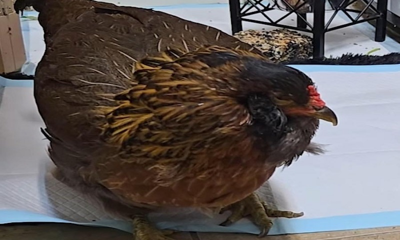 Texas-chicken-named-worlds-oldest-at-the-age-of-14