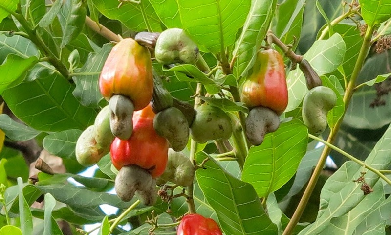 cashew-plant