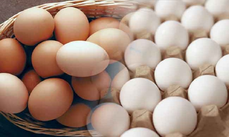 egg