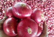 நாட்டின் பெரிய வெங்காய தேவையில் 50% உள்நாட்டில் உற்பத்தி