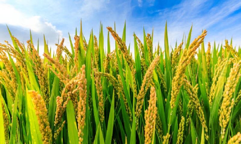 Ripe rice on the farm in autumn season.farmland rice waiting to be harvested.