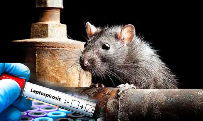leptospirosis-