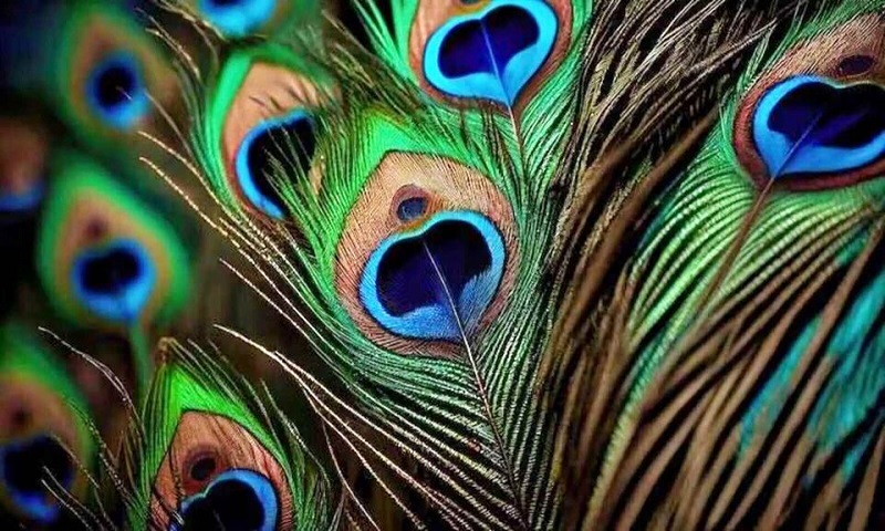 peacock_feather_1710331880481_1710331885226