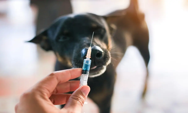 rabies-jpg