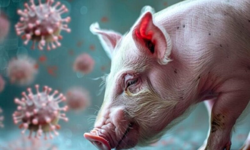 swine-flu-resurfaces-in-telangana-1024x575-1-780x470